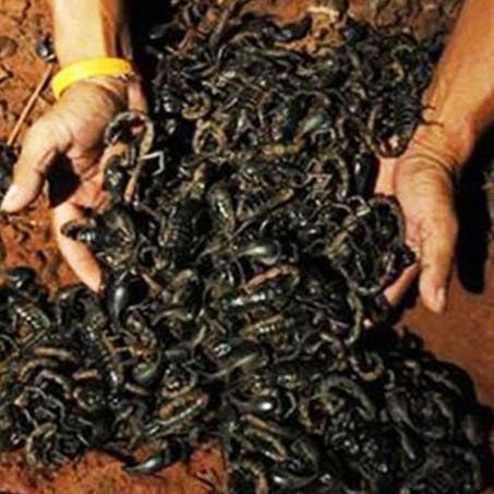 thousands of scorpions,mosque in amroha,uttar pradesh ,उत्तर प्रदेश,दरगाह,बिच्छू