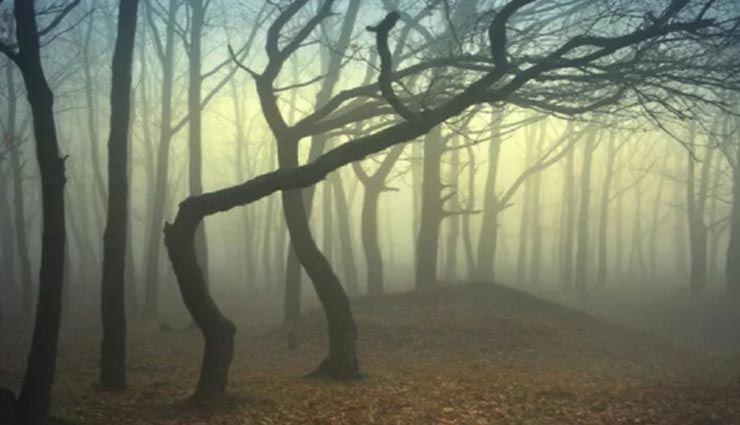 weird news,weird forest,haunted forest,mysterious forest hoia baciu,the bermuda triangle of romania ,अनोखी खबर, अनोखा जंगले,डरावना जंगल, रहस्यमयी जंगल, होया बस्यू जंगल, रोमानिया या ट्रांसल्वेनिया का बरमूडा ट्राएंगल