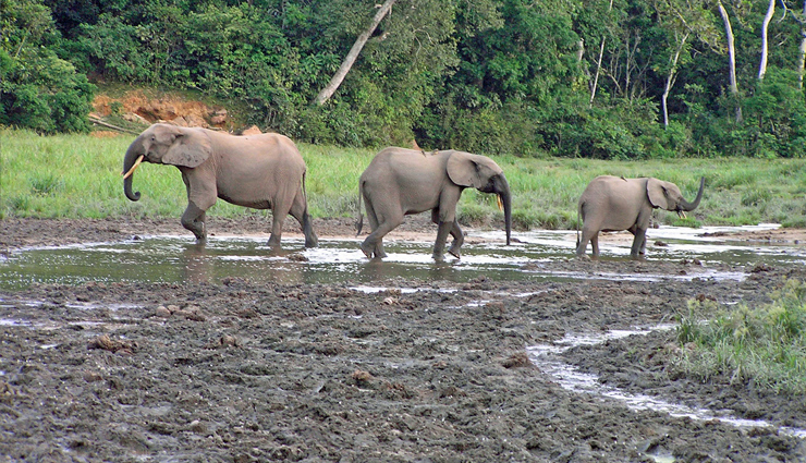 10 Must Visit National Parks To Visit in Cameroon - lifeberrys.com