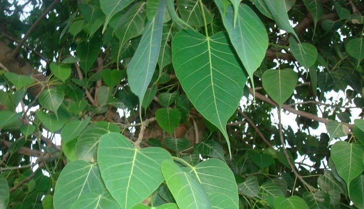 Health tips,health benefits peepal tree,peepal tree,Health ,पीपल,हेल्थ,पीपल के फायदें,हेल्थ टिप्स