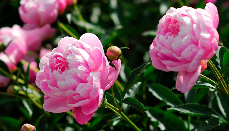 6 Flowers That Look Almost Like Roses - lifeberrys.com