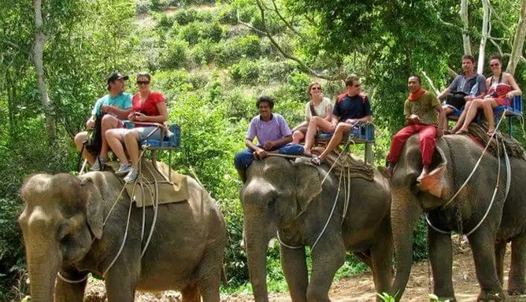 elephant safari,elephant ride,wildlife exploration,elephant safari adventure,elephant safari experience,elephant-back safari,elephant tour,elephant safari destinations,elephant safari tips,wildlife encounters on elephant safari,elephant safari attractions,unique wildlife experiences,elephant safari rides,wildlife tourism,wildlife conservation