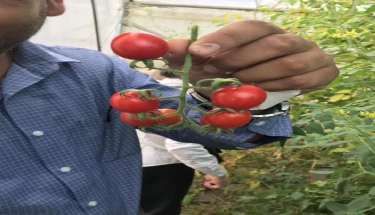 weird news,interesting news,vegetables in the deserts,weird techniques ,अनोखी खबर, रोचक खबर, रेगिस्तान में सब्जियां, अनोखी तकनीक 