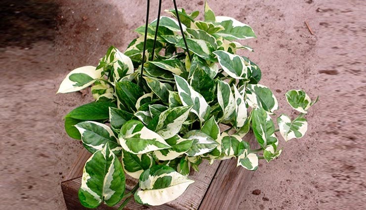 4 Indoor Plants For Dark rooms - lifeberrys.com