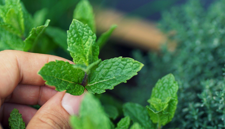 5 Homemade Pudina Face Packs For Acne Free Skin - lifeberrys.com