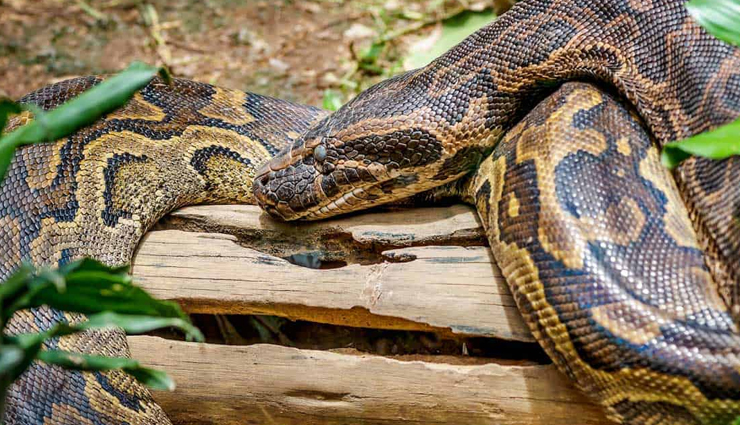 7 Species of Python Found Across The World - lifeberrys.com