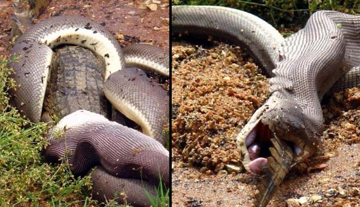 crocodile,python,olive python,python swallows crocodile,australia,weird news,omg news,weird story ,मगरमच्छ, ऑस्ट्रेलिया, अजगर,अजब गजब खबरे हिंदी में