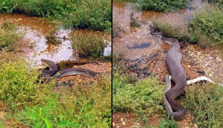 crocodile,python,olive python,python swallows crocodile,australia,weird news,omg news,weird story ,मगरमच्छ, ऑस्ट्रेलिया, अजगर,अजब गजब खबरे हिंदी में