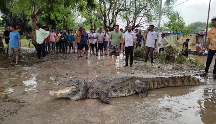 heavy rains in gujarat,saurashtra,kutch affected,crocodiles found on the roof of a house in vadodara