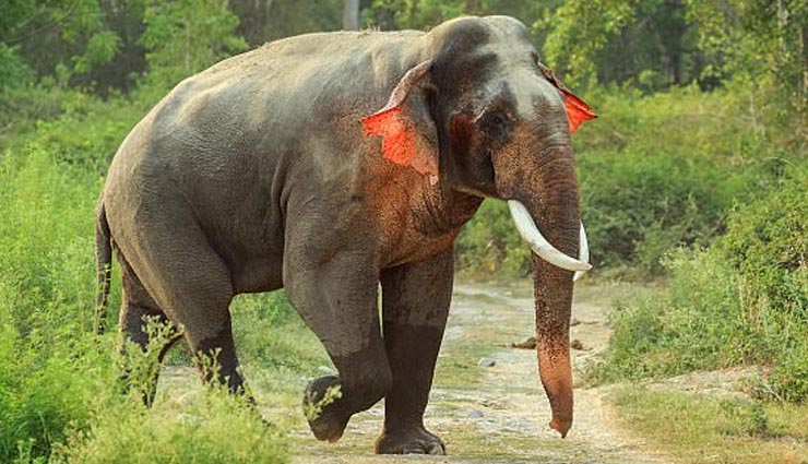 Extinct species: Amazing Elephant With Red Ears - lifeberrys.com