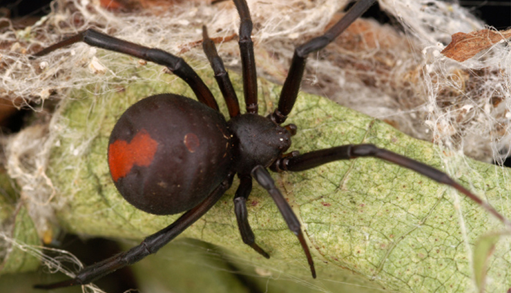 List of Some Deadliest Spiders in The World - lifeberrys.com