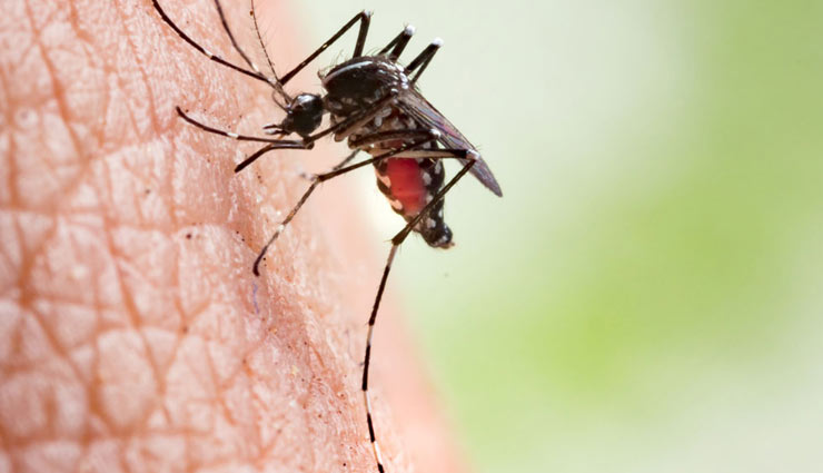 5 Home Remedies To Fight Dengue - lifeberrys.com