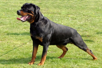 5 Most Dangerous Dog Breeds in The World - lifeberrys.com