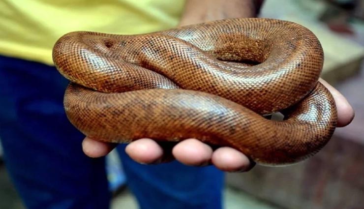 weird news,weird incident,red sand boa snake,navi mumbai,snake worth 50 lakh ,अनोखी खबर, अनोखा मामला, रेड सैंड बोआ सांप, 50 लाख रूपये का सांप, नवी मुंबई