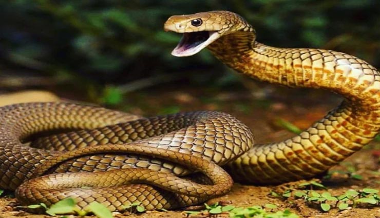 weird news,weird incident,uttar pradesh,unnao,snake eating rat,snake bite youngman ,अनोखी खबर, अनोखा मामला, उत्तर प्रदेश, उन्नाव, चूहा खाता सांप, युवक को काटा सांप 