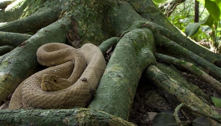 mysterious place in world,the eye of africa snake island,bloody pond,underwater river,holidays ,विश्व की अविश्वसनीय जगहें