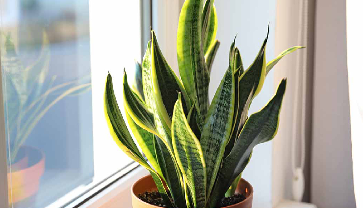 10 Indoor Plants You Can Keep in House To Promote Lungs Health ...