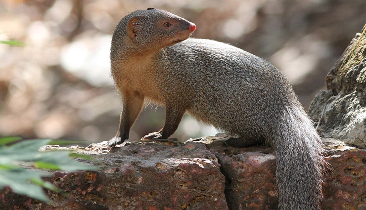 5 Unique Species of Mongoose Found in India - lifeberrys.com