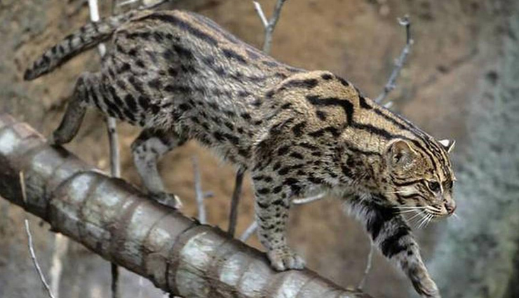 5 Weird Species of Wild Cat Found in North East India - lifeberrys.com