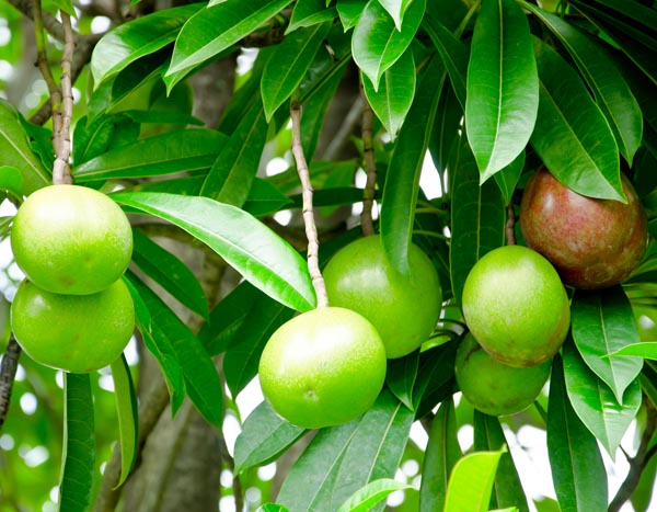 most poisonous plant in world ,विश्व के सबसे जहरीले पौधे