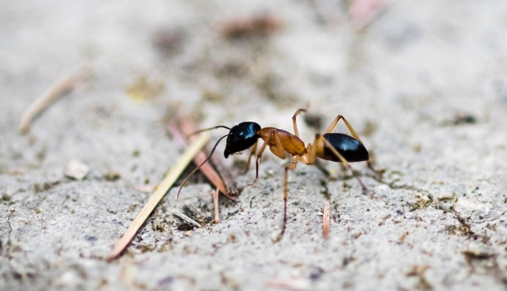 5 Natural And Easy Ways To Get Rid Of Sugar Ants Lifeberrys Com   Sugar Ants 1 1587623196 Lb 