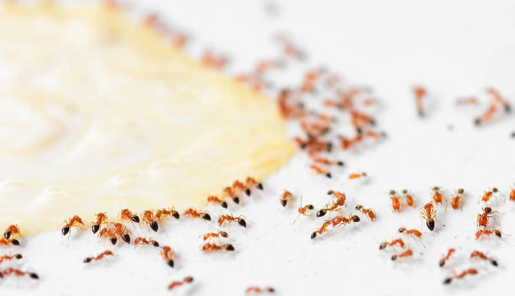 5 Natural And Easy Ways To Get Rid Of Sugar Ants Lifeberrys Com   Sugar Ants 2 1587623206 Lb 