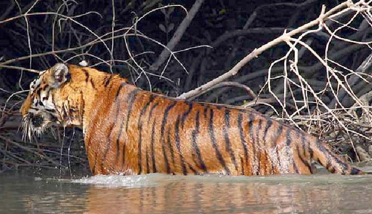 tiger sightings in india,famous national parks for tigers,best tiger reserves in india,tiger safari in india,wildlife tourism india,kanha national park tigers,ranthambore tiger safari,sundarbans tiger reserve,pench national park,periyar tiger reserve,best parks to see tigers in india,tiger tourism india,popular tiger reserves