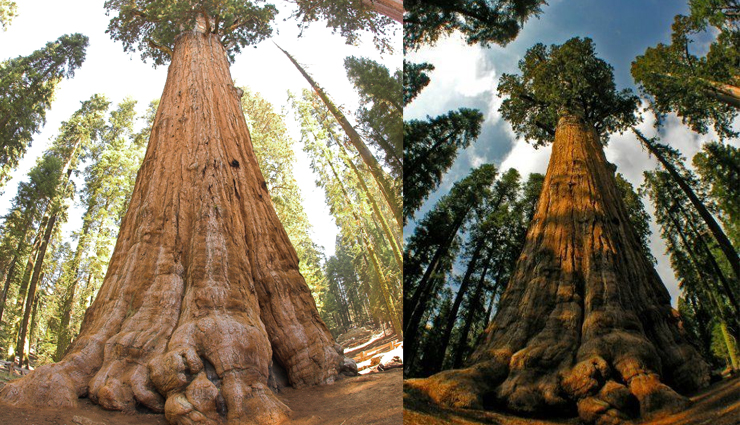 6 Most Tallest Trees To Visit Around The World - lifeberrys.com