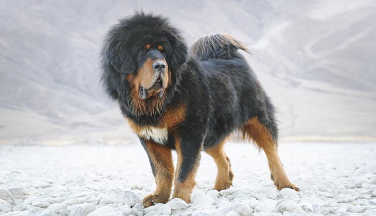 most expensive animals,expensive animal in world,green monkey,yuvraj,missmissi,tibetan mastiff,sir lancelot encore