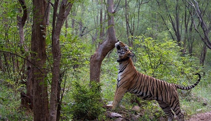 6 Tiger Reserves in India You Must Visit - lifeberrys.com