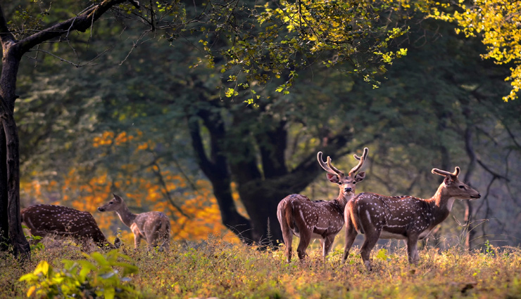 4 Wildlife Safaris That You Need Visit in Madhya Pradesh - lifeberrys.com