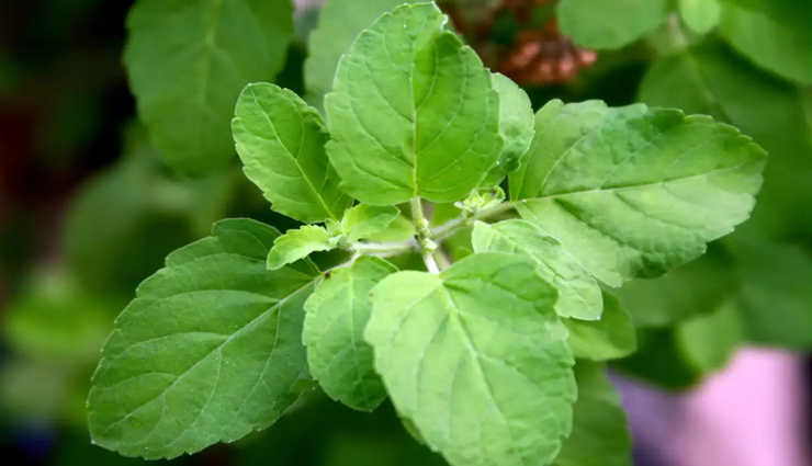 face masks of neem for glowing and spotless skin,beauty tips,beauty hacks