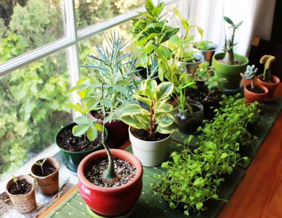 Know The Right Direction To Keep Plants in House For Growth and ...