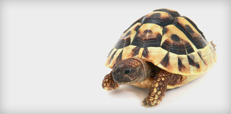 Feng Shui Tips To Place Tortoise in House For Prosperity - lifeberrys.com