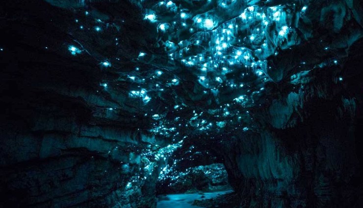 waitomo caves new zealand,glow in the dark caves,waitomo glowworms,natural wonders in new zealand,arachnocampa luminosa glowworms,things to do in waitomo caves,waitomo caves tour,new zealand glowworm caves,waitomo caves attractions