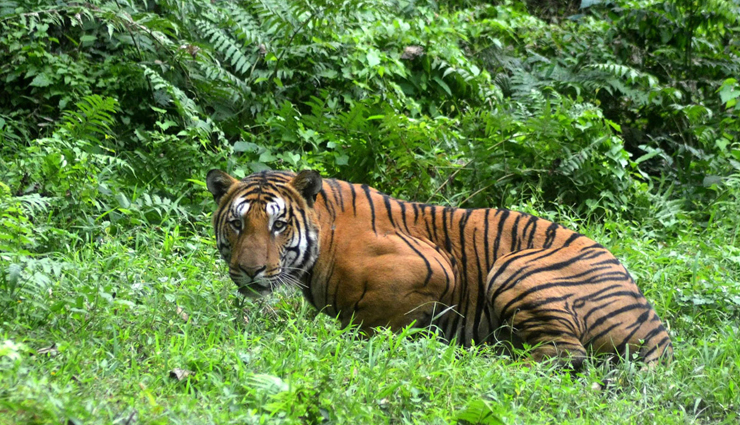 jungle tour in west bengal