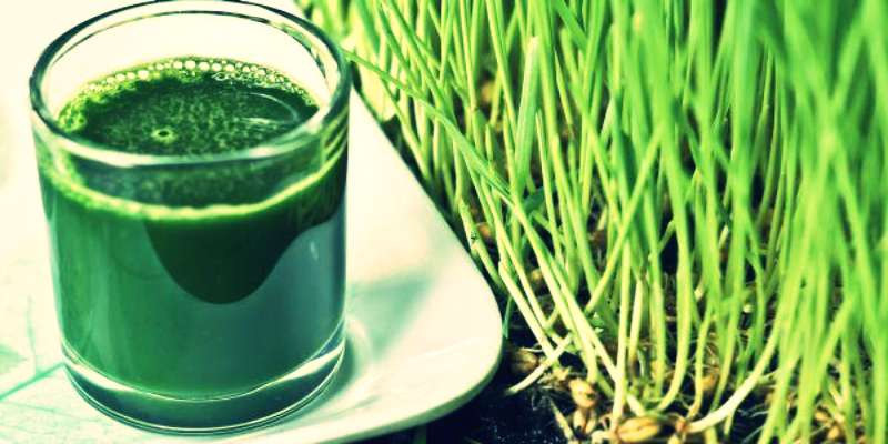 Health,health benefits,wheat grass juice,Health tips,health benefits of wheat grass juice ,गेहूं के ज्वारे,हेल्थ,हेल्थ टिप्स,गेहूं के ज्वारे के फायदें