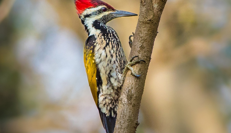 15 Species of Jungle Birds You Can Spot in India - lifeberrys.com