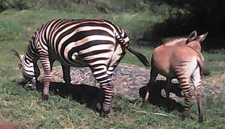 weird news,weird incident,zonkey,hybrid between zebra and donkey ,अनोखी खबर, अनोखा मामला, जॉन्की, जेब्रा और गधे का मेल