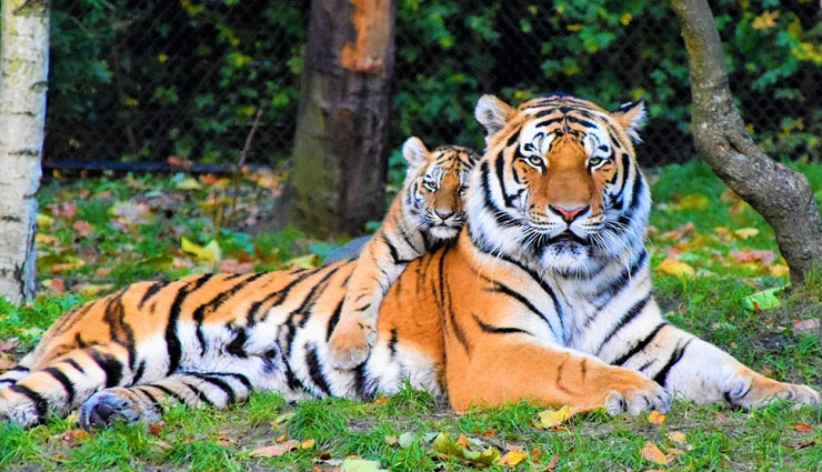 5-best-zoo-to-explore-in-india-lifeberrys