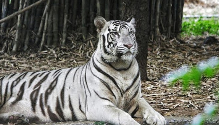 7 Biggest Zoos of India You Must Visit Once in Lifetime - lifeberrys.com